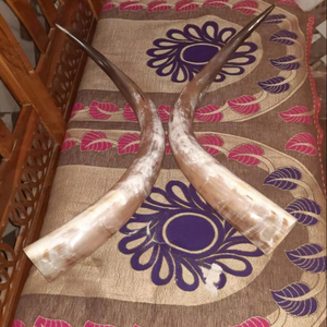 Pulido hecho a mano tallado material orgánico Vaca y buey cuerno largo par 32 pulgadas estilo náutico decoración del hogar a precios bajos - Product Image 1