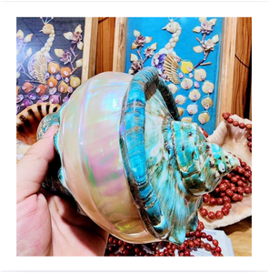 เปลือกหอยมาร์มาทาตัสสีเขียวฟ้าเหลือบรุ้งขัดเงาธรรมชาติ สำหรับตกแต่งบ้าน งานฝีมือ และของตกแต่ง - Product Image 1