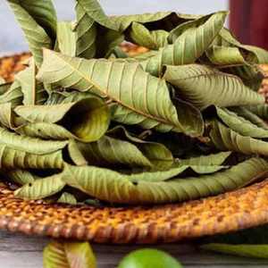 BEST-SELLER Feuilles de Goyave Séchées pour Tisane Minceur, Soutien Contre l'Acné et la Toux, Sac PP de 40 kg, Export Viet Delta Co. LTD, Durée de Conservation 24 Mois - Product Image 2