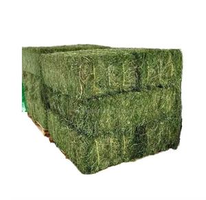 Heno de Alfalfa de Calidad de Exportación para Propietarios de Caballos, Granjas Lecheras, Granjas Caprinas, Alimentación de Ovejas, Hojas Frescas, Rico y Limpio, Empacado en Pacas - Product Image 6