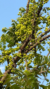 Hierba de desintoxicación Amla (Uva de la India/Phyllanthus emblica) - Product Image 2