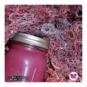 Disponible: Algas Marinas Cottonii Púrpuras Crudas, Secas al Sol, Material Ecológico, Baja Humedad (12%), para Base de Gel Alimentario - Product Image 1