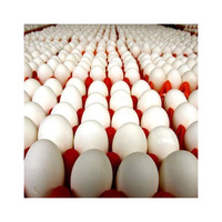 Œufs de poule frais de table à coquille brune, œufs de poule frais de ferme à coquille blanche, vente en gros