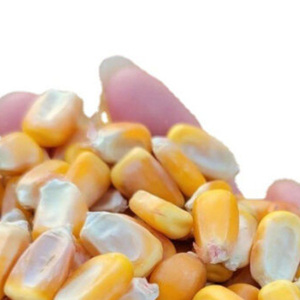 Maíz Forrajero Premium al por Mayor, Listo para Enviar, Venta a Granel, Grado Alimenticio para Animales, Mejor Calidad, Directo del Fabricante - Product Image 2
