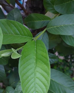Feuilles de goyave séchées de qualité supérieure / Source naturelle d'herbes / Idéales pour le thé et les usages bien-être - Product Image 3