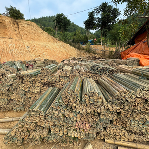 Tubo de Bambú Fresco de Vietnam, Mitad de Tallo, Precio Competitivo de Exportación - Product Image 4