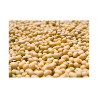 Soja non-OGM de haute qualité, plus grande quantité et plus grande offre au monde, aux meilleurs prix du marché, en provenance du Brésil.