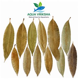ใบมะม่วงแห้งธรรมชาติ Aqua Vriksha สำหรับตู้ปลา, ตู้ปลากัด, ตู้กุ้ง และการจัดตู้ปลา | 11-18 ซม. | แพ็ค 50 ชิ้น - Product Image 1