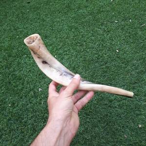 Shofar de cuerno de carnero pulido a mano, de la India, completamente pulido, de 12 a 14 pulgadas, para sonar. - Product Image 4