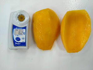 Mangues surgelées 100% fraîches et pures, assurance qualité, morceaux de mangue séchés IQF / Mangues surgelées, approvisionnement en fruits surgelés - Product Image 3