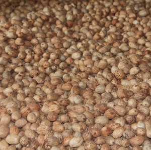 Décoration artistique et artisanale, diffuseur d'arômes, plante botanique, matériau végétal séché brut, capsule d'amra pour la fabrication de bouquets de pot-pourri parfumés - Product Image 4