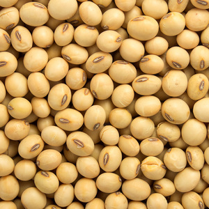 Haricots de soja chinois riches en protéines, jaunes, en sac de 50 kg, pour germination et alimentation - Product Image 6