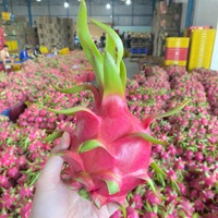 Premium Export Drakenfruit Uit Vietnam Schone Rode Schil Witte Of Rode Pulp Met Hoge Voedingswaarde Verpakt Voor Wereldwijde Verkoop