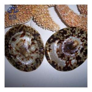 Concha de Limpet MÁS VENDIDA, Adecuada para Protección de la Piel y Uso Personal, Superficie Pulida Suave para un Contacto Delicado - Product Image 1