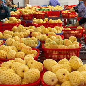 สับปะรดหั่นชิ้นในน้ำเชื่อม 20 ออนซ์ 30 ออนซ์ A10 รสหวานอมเปรี้ยว 24 กระป๋องต่อกล่อง ผลิตในเวียดนาม โดยบริษัท Trung Thanh - Product Image 6