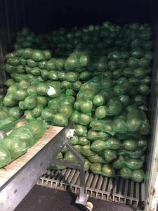 มะพร้าวอ่อนสดจากเวียดนาม ผลิตจากเส้นใยมะพร้าวธรรมชาติ สำหรับการผลิตเครื่องดื่มและการค้า - Product Image 2