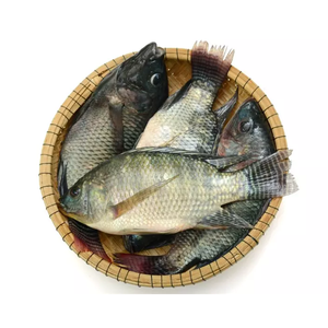 Emballage sous vide pour exportation, prix raisonnable pour le poisson tilapia. Tilapia congelé, tilapia saumon, steak de tilapia sauvage, pêché au Bangladesh. - Product Image 1