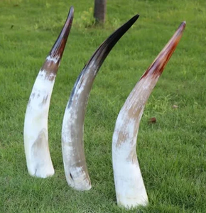 Personalized Buffalo Horn <b>Decorative</b> Showpieces Lowest Price Premium Quality Polished Hand Horn <b>Decorative</b> Item - Product Image 3