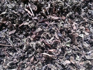 Top-Quality Vietnam <b>Grass</b> Jelly Leaves Premium Black <b>Grass</b> Jelly Wholesale Prices Bulk Supply High-Grade Export Ready-to-Ship - Product Image 5