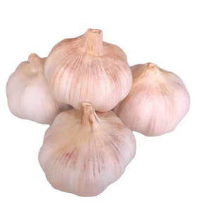 Ajos Blancos Frescos Cuidadosamente Seleccionados que Proporcionan un Aroma Intenso para Importadores Internacionales, Suministro con Embalaje Seguro - Product Image 4