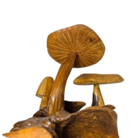 Sculpture en bois en forme de champignon, design Art Déco, respectueuse de l'environnement, de haute qualité, artisanale, décoration de table, décoration d'intérieur, alliant l'organique