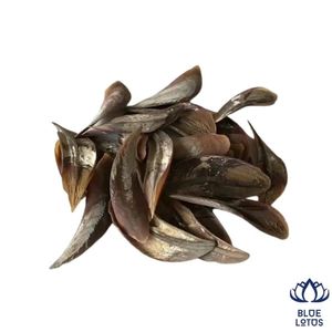 Disponible: Operculum de Murex Ecológico Premium, Material para Incienso y Extracto de Perfume, el Más Vendido, Exportación al por Mayor - Product Image 1