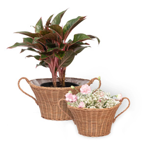 Cesta de mimbre tejida para plantas, maceta decorativa al por mayor, maceta de fibra natural de gran calidad - Product Image 6