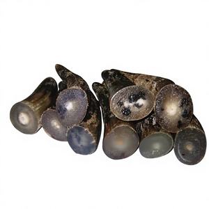 Montura de Gafas de Cuerno de Búfalo Natural Tallado a Medida, Estilo Náutico Animal Negro Crudo para Proyectos, Marca Musical B.S. - Product Image 2