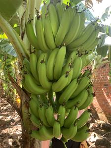 <b>Fresh</b> Cavendish <b>Banana</b> Handpicked Ripe Fruit from Vietnam Suitable for Direct Consumption and Snacks - Product Image 2