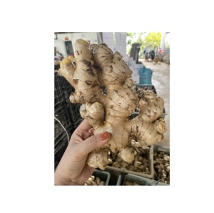 Rhizome cru non pelé de gingembre frais pour applications d'épices riches en saveur provenant de fermes durables au Vietnam - Product Image 6