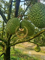 Vietnamese Bevroren Verse Iqf Durian Tropisch Fruit Koning Van Fruit Met Concurrerende Prijs Standaard Export