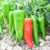 Graines de piment hybride F1 Premium CRADLE of LIFE |   Film PE double couche pour piments forts à haute germination et rendement, idéal pour l'agriculture commerciale