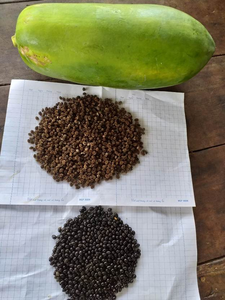 Papaya congelada 100% fruta fresca saludable de Vietnam - Product Image 4