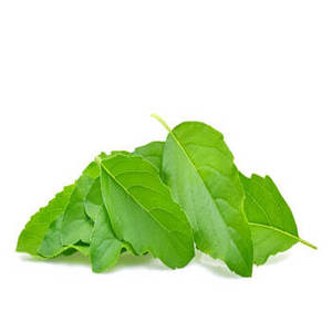 Feuilles de basilic indien pour collections d'assaisonnements haut de gamme, ingrédients aromatiques fraîchement récoltés pour les entreprises alimentaires en gros - Product Image 4