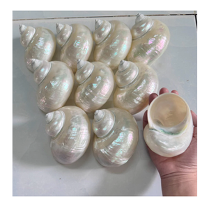 Polished Natural Turbo Marmoratus Seashell Home Decoration Craft Handmade <b>Souvenir</b> - Product Image 1