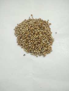 Millet Indien Non-Glutineux de Haute Qualité pour l'Alimentation du Bétail - Millet Perlé Bajra en Vrac - Ingrédient Alimentaire pour Bovins - Vente en Gros - Product Image 3