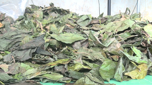 Hojas de Noni Liofilizadas al por Mayor, Hojas de Noni Verdes Secas, Hojas de Noni Secas 500 g, Alta Calidad ANGLE - Product Image 3