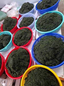 LA MEJOR OPCIÓN/ UVAS DE MAR FRESCAS/ CAVIAR VERDE/ ALGAS DESHIDRATADAS DE VIETNAM DE ALTA CALIDAD DELICIOSAS 100% NATURALES/ ANNA DO - Product Image 6