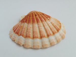 COQUILLE SUPÉRIEURE POUR LA DÉCORATION DU VIETNAM PRÊT À EXPORTER EN VRAC AVEC LE PRIX LE PLUS BAS/Ms.Thi - Product Image 3