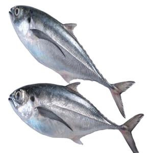 Maquereau de cheval congelé par IQF et Scad rond en vrac 10 kilogrammes/carton direct du Vietnam - Product Image 1