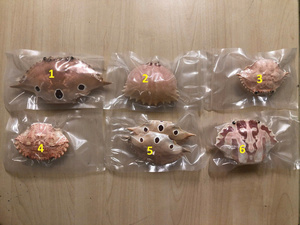 Cleaned Polished Dried <b>Crab</b> <b>Shell</b> Smooth Inner Surface No Meat Residue Low Odor from Vietnam - Product Image 4