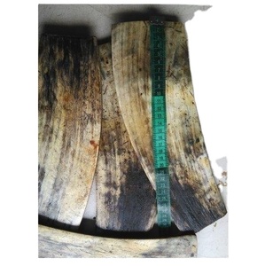 Plaques de corne de saucière taille réelle, avec mèches noires et blanches pour cadre optique, plaque de haute qualité pour optique - Product Image 1