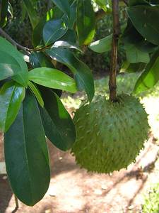 Dried Soursop Graviola Leaves Premium Natural Bulk Export Fermented Vacuum Packaging Private Label Made Vietnam <b>Tea</b> Bags/<b>Box</b> - Product Image 4