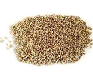 Variedades de Semillas de Espinaca Resistentes al Moho Downy de Alto Rendimiento (Cultivos Clave) - Paquete para Cultivadores Profesionales, Larga Vida Útil, Sudáfrica - Product Image 1