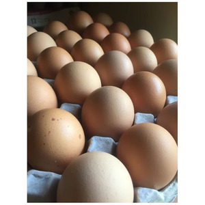 ไข่ไก่สดคุณภาพสูงสำหรับขาย ไข่ไก่จากฟาร์ม ผู้จำหน่ายไข่ไก่ ขายส่ง - Product Image 2