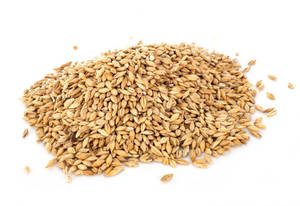 Grains d'orge dorée naturelle de qualité supérieure 100 % propres, qualité alimentaire, durée de conservation de 24 mois, fournisseur en gros - Product Image 6