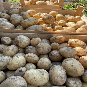 Pommes de terre fraîches de haute qualité, emballage personnalisé, durée de conservation de 2 ans, forme ovale/ronde, maturité 99 %, 10 cm, 0,20 kg - Product Image 3