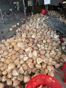 Coco maduro descascarado, coco seco, listo para exportación (WA +84914319488) Productor Tinimex - Product Image 4