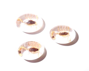 Escorpión Dorado, Espécimen Real, Cabujón de Plástico Ovalado de 12x18 mm, Base Plana Transparente para Manualidades y Joyería - Product Image 1