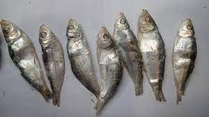 Pescado arenque seco al sol a precio mayorista, marisco seco con alto contenido proteico para consumo humano - Product Image 3